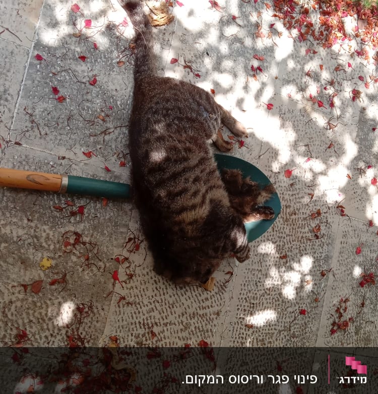 A cat lying on a garden shovel on a stone path with scattered red leaves.